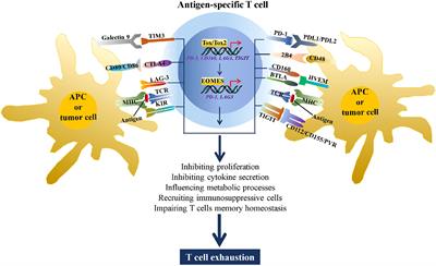 Non-coding RNAs: Key players in T cell exhaustion